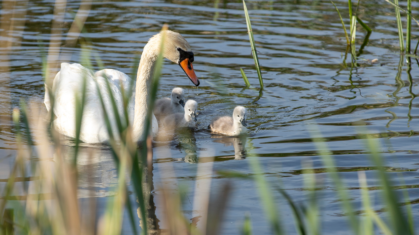 Historiens vingesus kort
