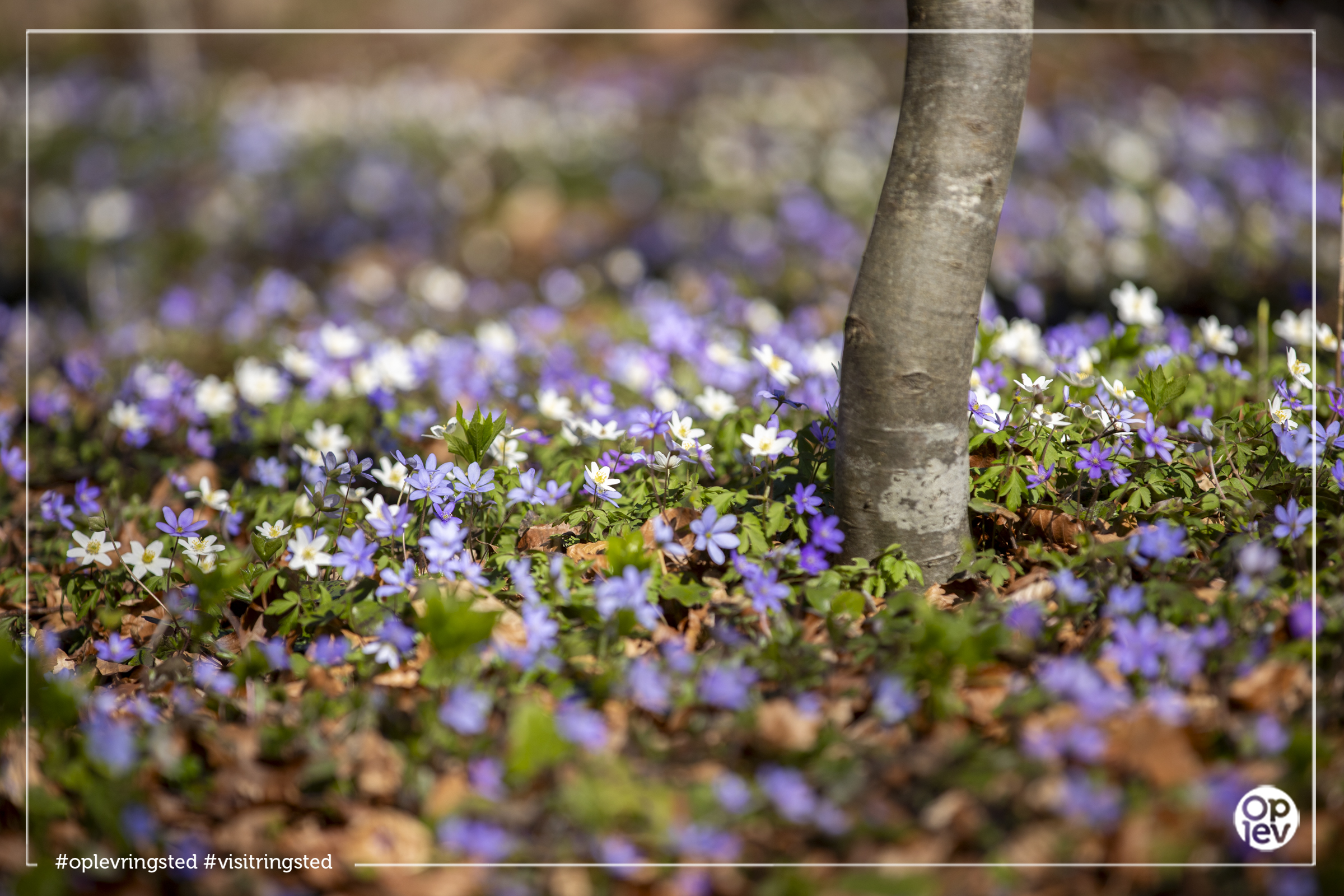 Allindelille Fredskov