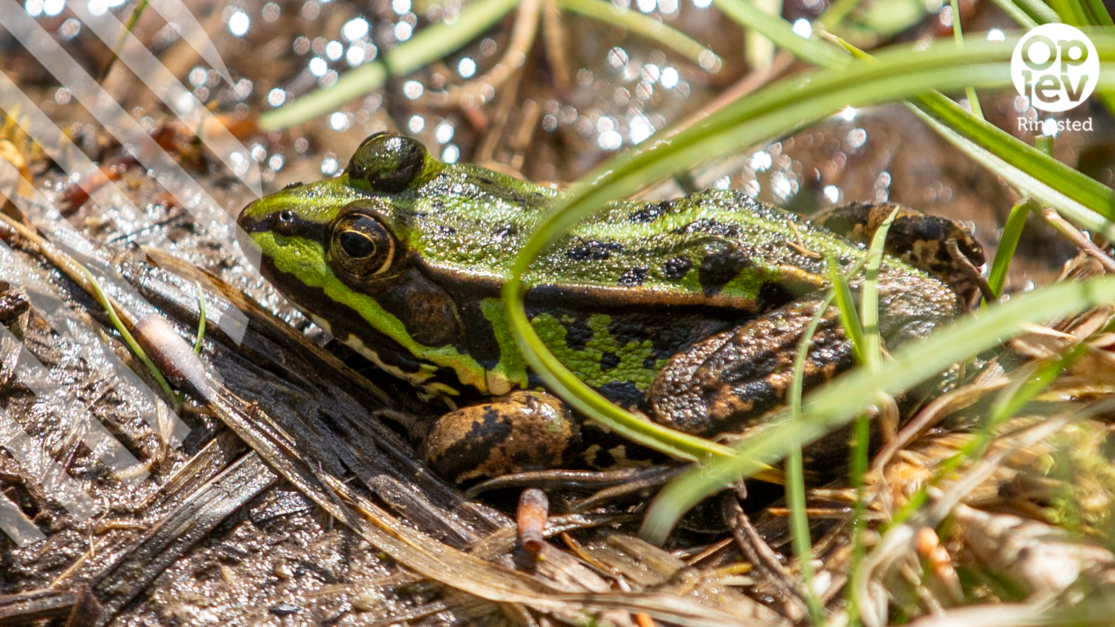 Oplev naturen i maj