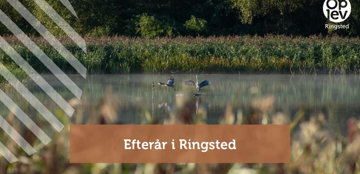 Efterår i Ringsted