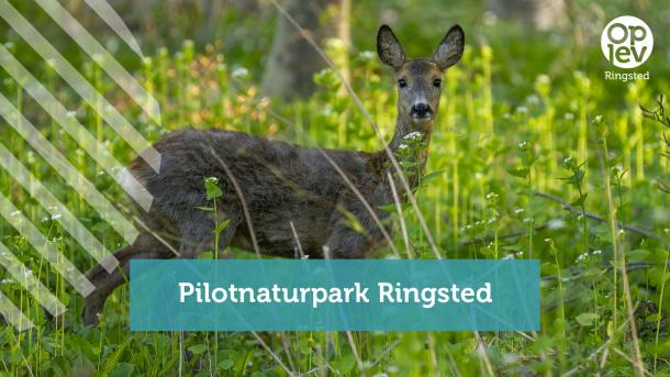 Pilotnaturpark Ringsted