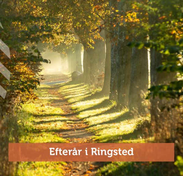 Efterår i Ringsted