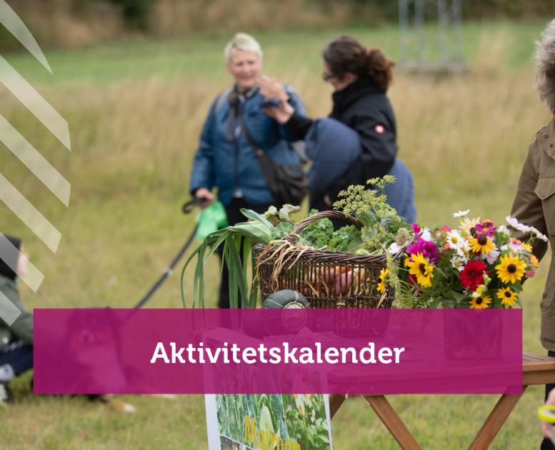 Aktivitetskalender
